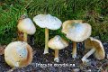 Inocybe corydalina-amf1006